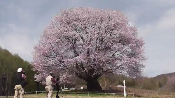 見頃はgw 樹齢300年の天王桜 群馬県片品村 が美しい 心残景色