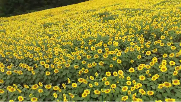 東北最大級 250万本のヒマワリが咲き誇る三ノ倉高原ひまわり畑 福島県喜多方市 心残景色