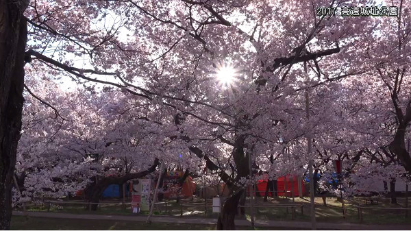 淡いピンクの花びらがキレイな高遠城址公園の桜 長野県伊那市 心残景色