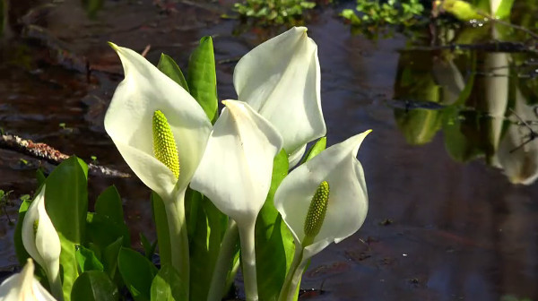 約50万株もの水芭蕉が見れる戸隠森林植物園 長野県長野市 心残景色