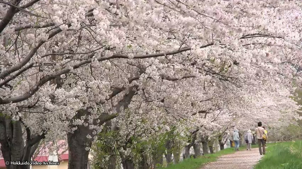 北海道余市町にある余市川桜づつみ 余市川桜並木 は 隠れ桜スポット 心残景色