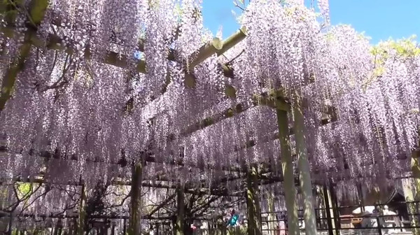 樹齢600年以上の大藤が見事に咲き誇る 八女黒木大藤まつり 福岡県八女市 が美しい 心残景色