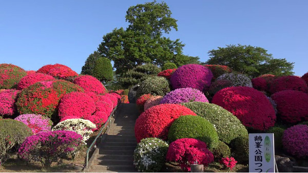 鶴峯公園 長野県岡谷市 は 中部日本一のつつじの名所 心残景色