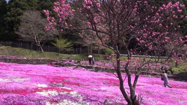 春の明宝の風物詩 国田家の芝桜 岐阜県郡上市 が美しい 心残景色