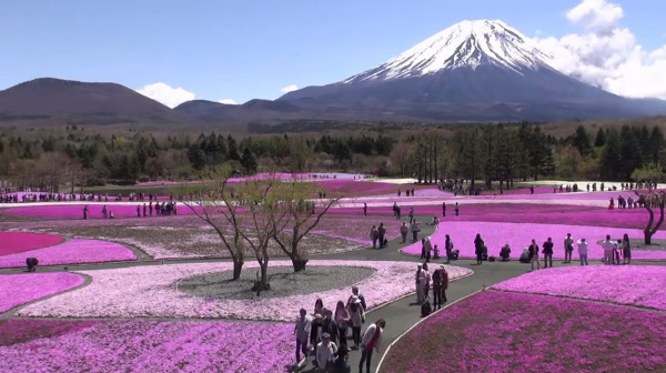 富士山と芝桜が美しい富士芝桜まつり 山梨県富士河口湖町 心残景色