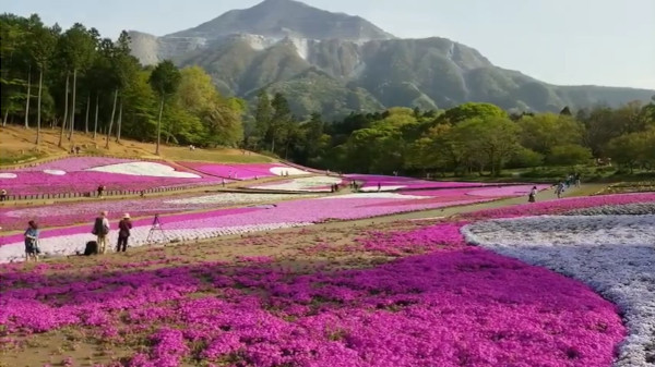 羊山公園 埼玉県秩父市 の芝桜の丘ってピンクと白 薄紫 の可愛い花がキレイだね 心残景色