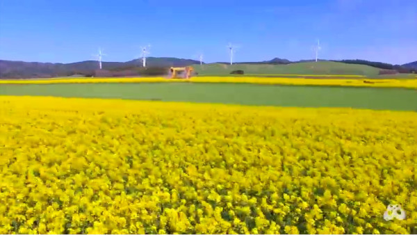 国内最大規模 青森県横浜町の菜の花畑の見頃は 5月中旬らしい 心残景色