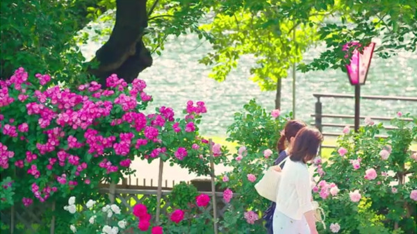 恋人の聖地認定 東沢バラ公園のバラの見頃は 6月と9月中旬 下旬の2回 心残景色