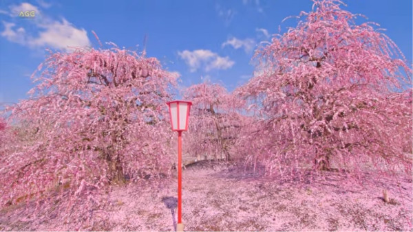 鈴鹿の森庭園 三重県鈴鹿市 の しだれ梅 は 一度は見てみたい 心残景色