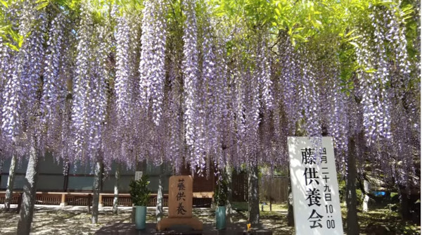 武蔵寺 福岡県筑紫野市 にの樹齢1300年ともいわれる 長者の藤 が美しい 心残景色