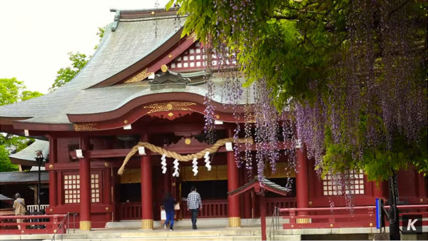 笠間稲荷神社 茨城県笠間市 の 八重の藤 と 大藤 の見頃は5月上旬から中旬にかけて 心残景色