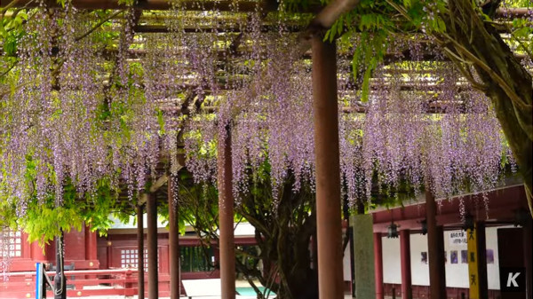 笠間稲荷神社 茨城県笠間市 の 八重の藤 と 大藤 の見頃は5月上旬から中旬にかけて 心残景色