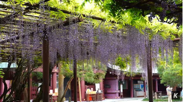 笠間稲荷神社 茨城県笠間市 の 八重の藤 と 大藤 の見頃は5月上旬から中旬にかけて 心残景色