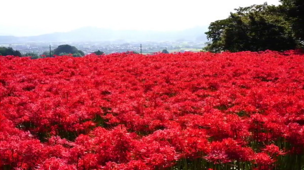 奈良県 九品寺周辺に群生している彼岸花が美しい 心残景色