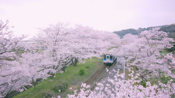 桜の駅として親しまれている西九州線の浦ノ崎駅 佐賀県伊万里市 絶景の見頃は3月下旬から4月上旬 心残景色